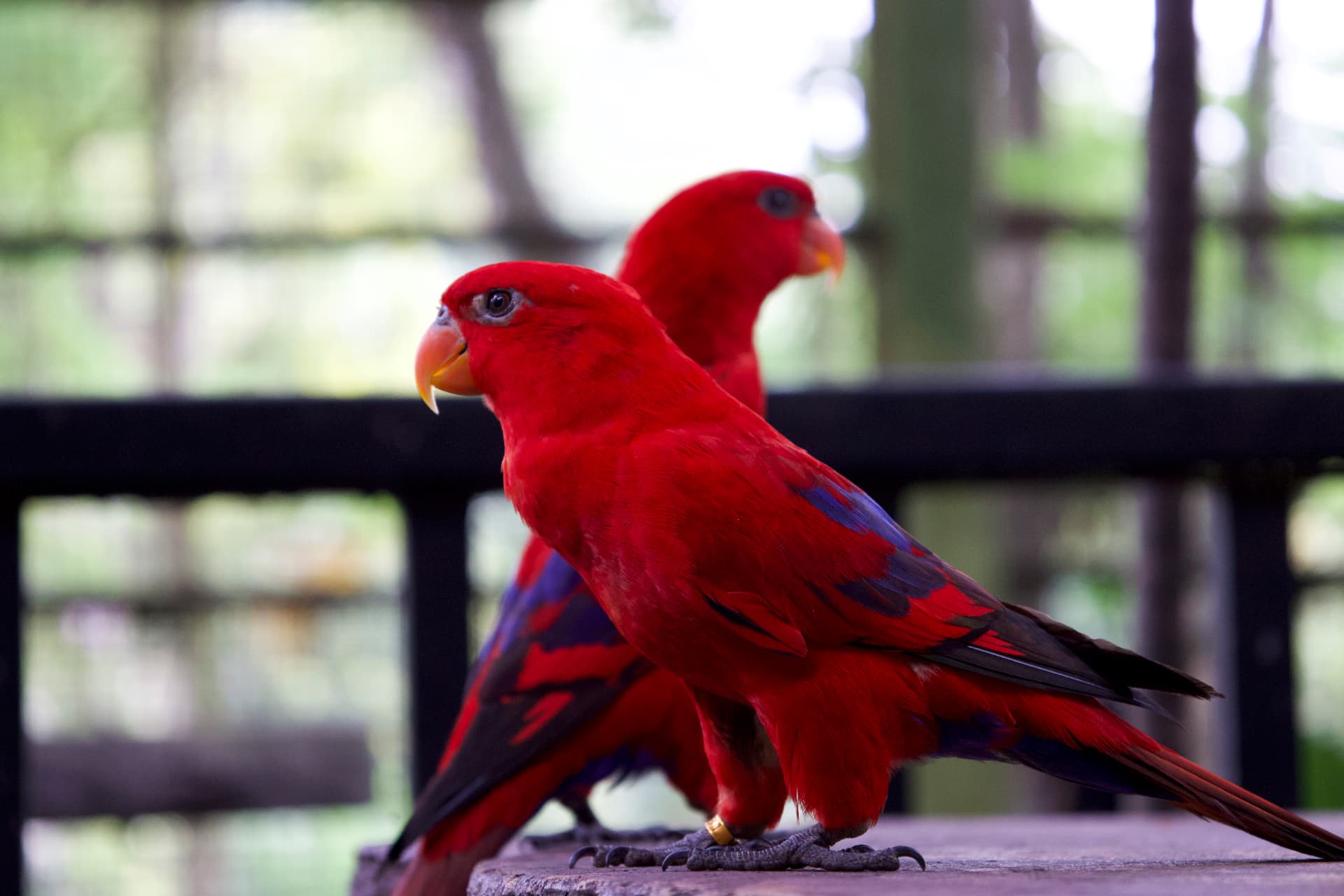 Two vibrant red lories perched on a wooden rail with soft green foliage in the background, Kuala Lumpur, Malaysia