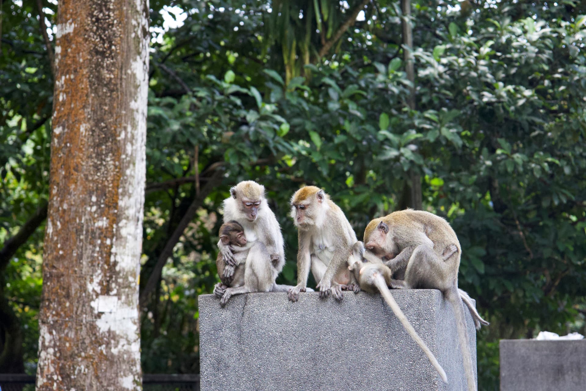 A family of long-tailed macaques grooming and resting on a stone ledge among lush greenery, Kuala Lumpur, Malaysia