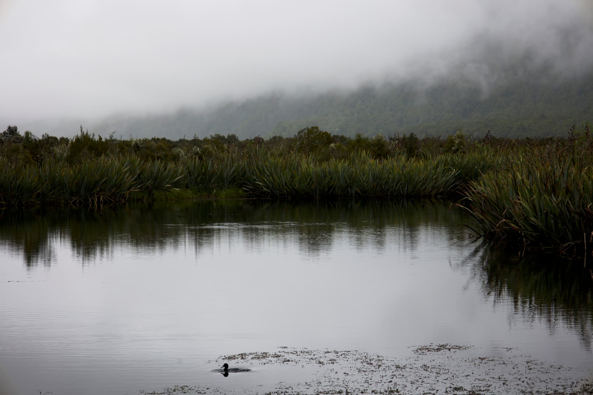 A duck swimming on the calm, misty surface of Mirror Lakes with native flax and forested hills reflected in the water, New Zealand